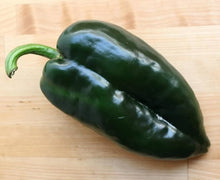 Poblano Pepper Seeds (Capsicum annuum) for home growers seeking a reliable harvest
