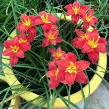 Zephyranthes Candida Bulbs for gardeners building out beds and borders