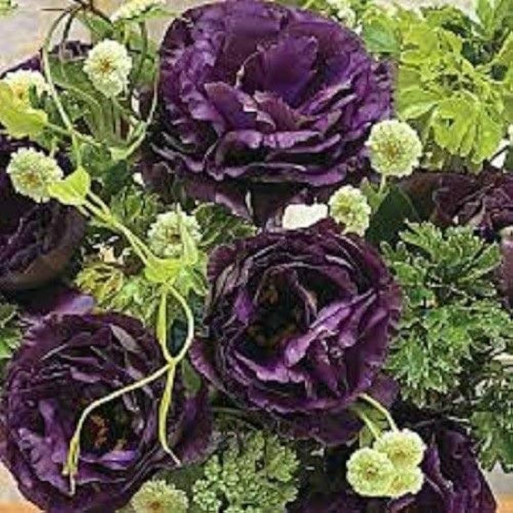 Lisianthus Eustoma Grandiflorum Black Pearl Flower Seeds for Planting – Suitable for Pots and Cut Flower Gardens