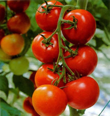 Matina Tomato Seeds (Solanum lycopersicum) for productive rows in the Vegetable Balcony Garden