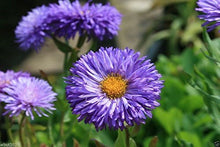 Erigeron Fleabane Daisy Mix Seeds for growers seeking a long-blooming display