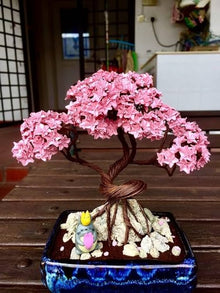 Sakura Prunus Serrulata Mini Pink Bonsai Seeds for long-term planting in the Indoor Decorative Pots