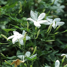 Jasmine Seeds (Jasminum spp.) for growers seeking a long-blooming display