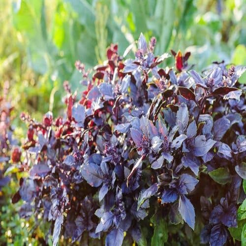 Black Basil Plants for cooks growing their own fresh herbs
