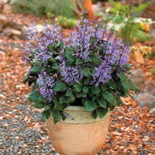 Lavender Seeds known for dIY & Cooking Perennial Plants