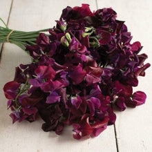 Sweet Pea Lathyrus Odoratus Winter Elegance Burgundy Seeds for productive rows in the Cut Flower Gardens