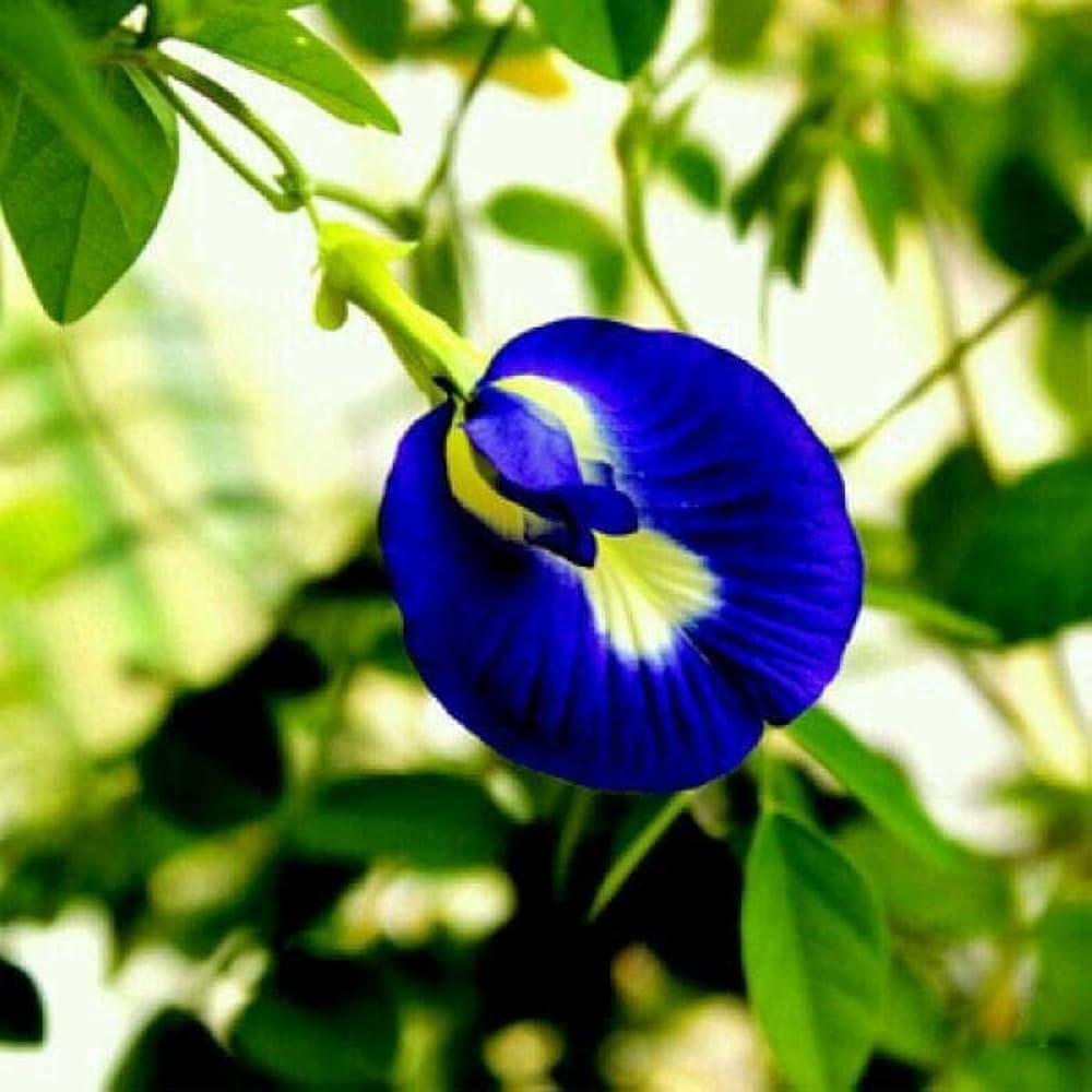 Persian Blue Nigella Damascena Flower Seeds for Planting – Suitable for Home Garden and Decorative Flower Beds