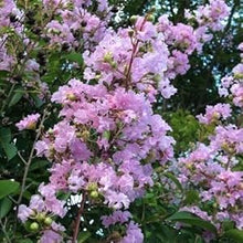 Muskogee Lagerstroemia Fauriei Crape Myrtle Seeds for a colorful addition to any planting