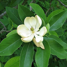 Sweetbay Magnolia Tree Seeds for long-term planting in the yard