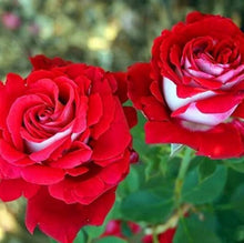 Osiria Rose Seeds for growers seeking a long-blooming display