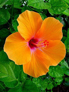 Orange White Hibiscus Seeds for a homegrown harvest from the Hardy Tropical Gardens