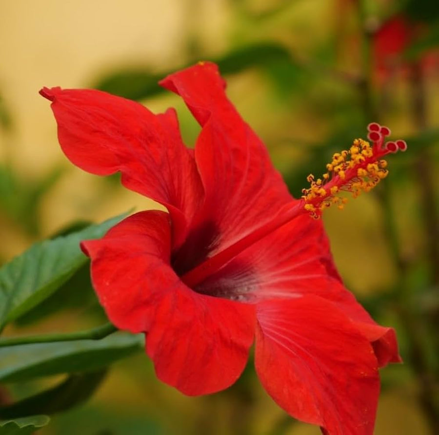 Giant Hibiscus Seeds for a bright addition to the Home & Garden