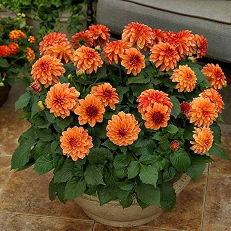 Mini Bonsai Dahlia Flowers for bonsai
