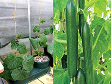 Diamond F Hybrid Cucumber Seeds for growers stocking the Containers, Greenhouses