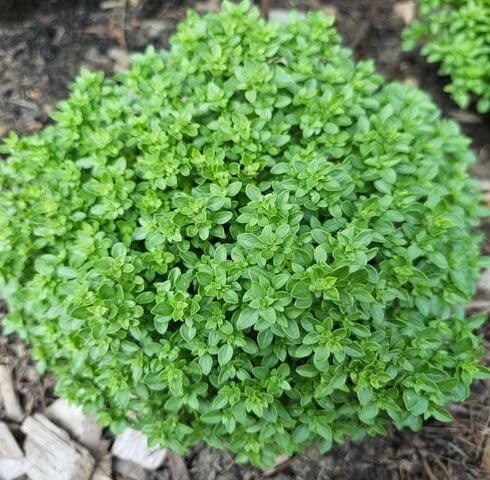 Green basilicum Minimum Plants for growers seeking a long-blooming display