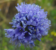 Globe Gilia Blue Seeds (Gilia capitata) for a lasting display in the flower bed home garden