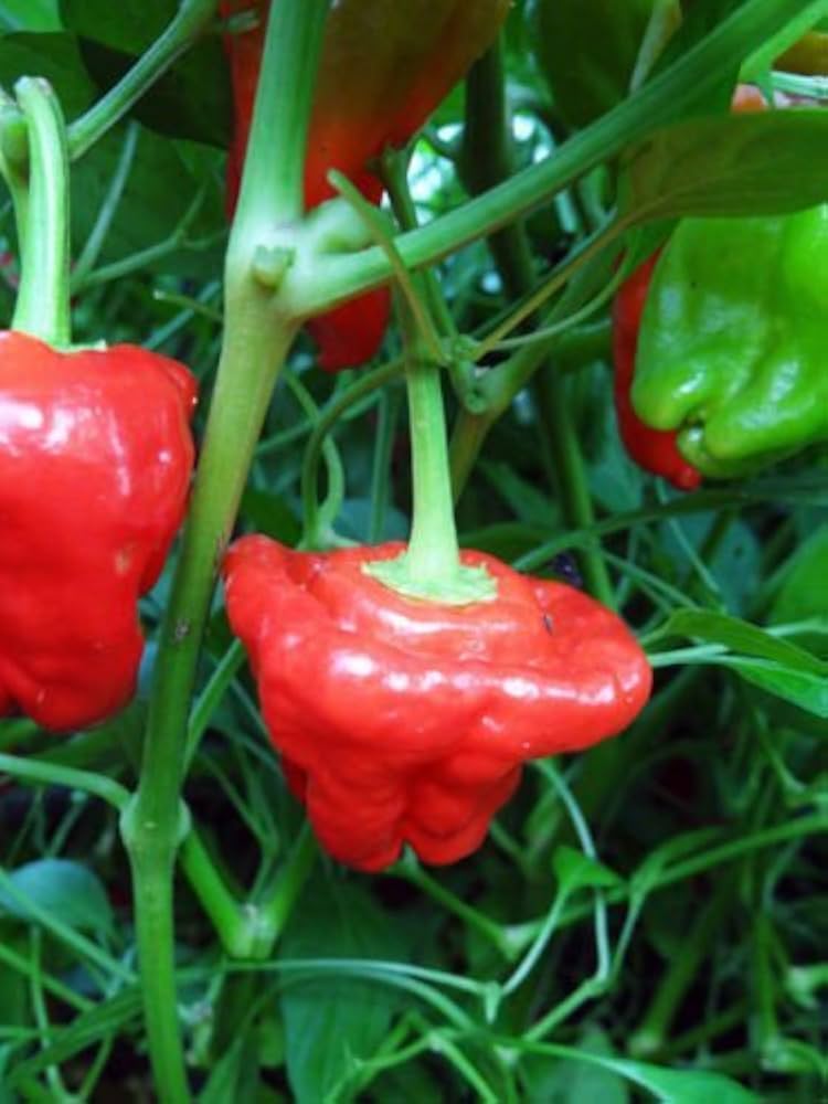 Scotch Bonnet Pepper – Capsicum chinense – for vegetable garden