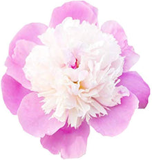 Japanese Peony Seeds (Paeonia japonica) for growers filling out the Flower Gardens