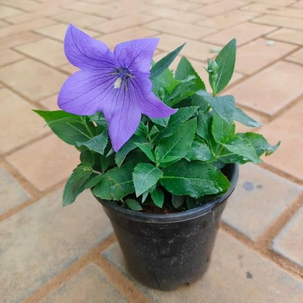 Balloon Flower ��������� Platycodon grandiflorus ��������� for planting in home garden