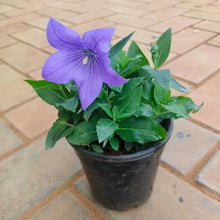 Balloon Flower ��������� Platycodon grandiflorus ��������� for planting in home garden