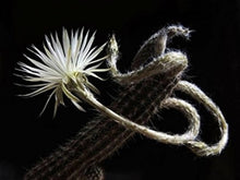 Lemaireocereus Cactus Seeds for low-maintenance growers