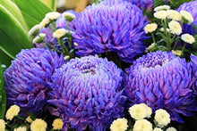 Emerald Blue-Purple Chrysanthemum Seeds for a colorful addition to any planting