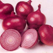 Onion Seeds (Allium cepa) for growers stocking the Red Wheat Variety in Kitchen Garden
