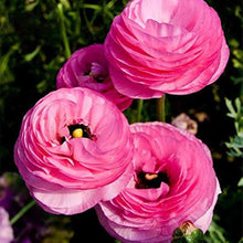 Buttercup Ranunculus Asiaticus Persian Flower Seeds for Planting – Ideal for Cut Flower Gardens and Ornamental Displays
