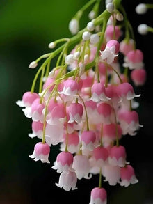 Lily Convallaria Majalis Lily of the Valley Flower Seeds for Planting – Fragrant Spring Blooms for Shaded Garden Areas