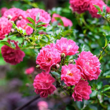 Climbing Rose Rosa Hybrida Pink flower Seeds for vertical growth across the backyard trellises and vertical gardens