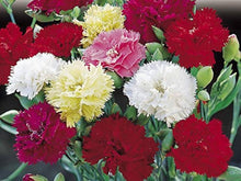 Carnation Germination Varieties Dianthus Seeds for gardeners building out beds and borders