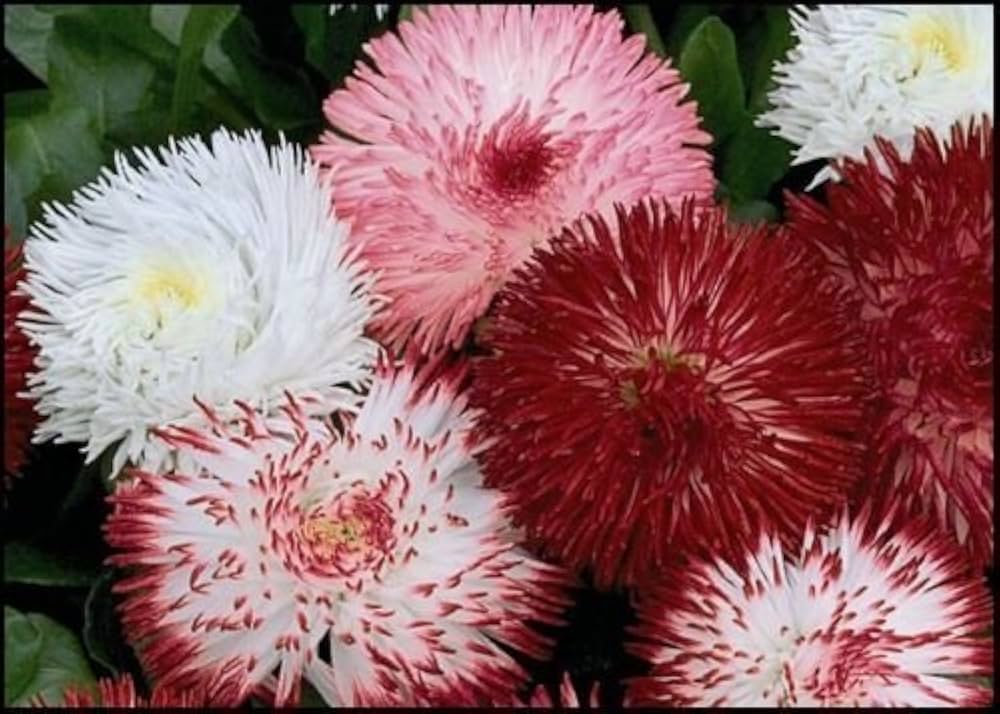 Double Bellis English Margherita Semi-Mix Seeds â€“ Rosette-Like Blooms for Cottage Gardens