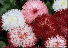 Double Bellis English Margherita Semi-Mix Seeds â€“ Rosette-Like Blooms for Cottage Gardens
