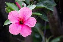 Hibiscus Rosa-Sinensis Seeds for a colorful addition to any planting
