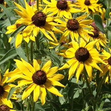 Black Eyed Susan Rudbeckia Flower Seeds â€“ Classic Golden Blooms for Pollinator Gardens