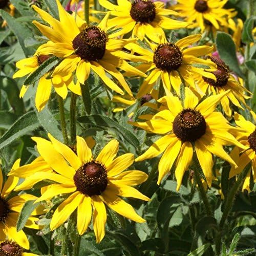Black Eyed Susan Rudbeckia Flower Seeds â€“ Classic Golden Blooms for Pollinator Gardens