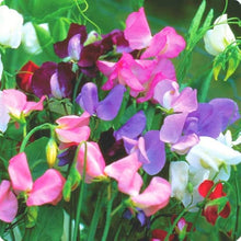 Perennial Sweet Pea Lathyrus latifolius for planting in trellis