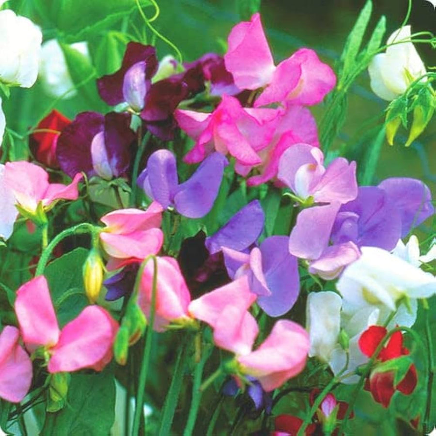 Perennial Sweet Pea Lathyrus latifolius for planting in trellis