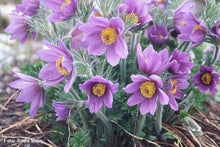 Pasque Flower Pulsatilla Seeds for gardeners building out beds and borders