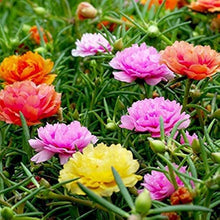 Mixed Portulaca Seeds for long-term planting in the yard