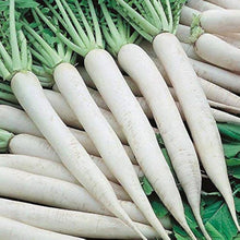 Radish Seeds for growers stocking a kitchen garden