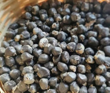 Banana Seeds (Musa acuminata) for a homegrown harvest from the tropical home gardens
