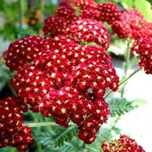 Heirloom Non-GMO Fun Red Yarrow Seeds for growers filling out the Resilient Garden Flowers