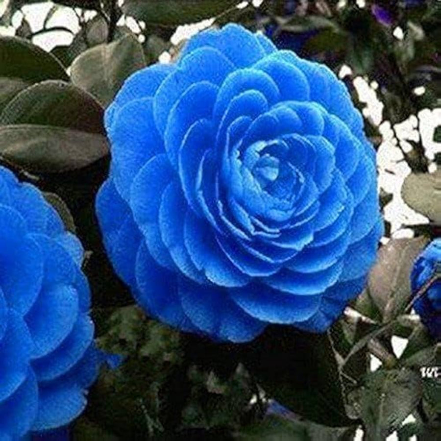 Sky blue and pink camellia flower seeds