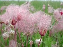 PRAIRIE SMOKE Geum Triflorum Purple Prairie Avens Seeds for gardeners building out beds and borders