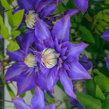 Clematis flower Seeds (Clematis spp.) for trellises and fences in the climbing garden spaces or vertical trellises
