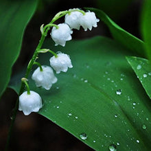 Lily Lilium Candidum Seeds (Giglio delle) for a lasting display in the Garden Potted Displays