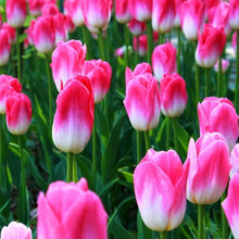 Plant Seeds (Rainbow tulip) for colorful blooms in the backyard gardening or balcony pots