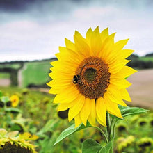 Little Becka Sunflower Seeds (Helianthus annuus) for a lasting display in the Flower Bed