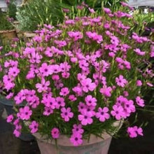Viscaria Blauer Engel Plant Seeds for reliable seasonal color